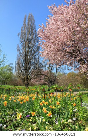 scenic springtime landscape with flourishing cherry tree and narcissus flower bed