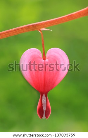 one bleeding heart bloom isolated against green background