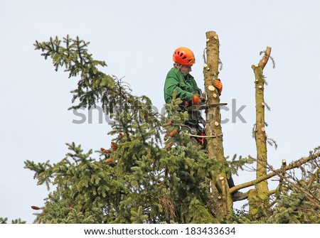 lumberjack in the fir tree top, cutting down a tree