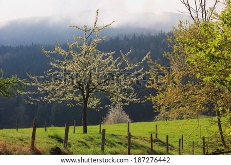 blooming fruit orchard, idyllic bavarian rural scenery, with back lighting