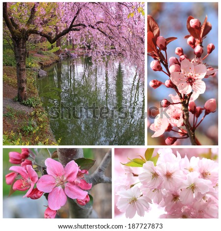 Collage - pink dreams: japanese cherry tree and cherry blossoms