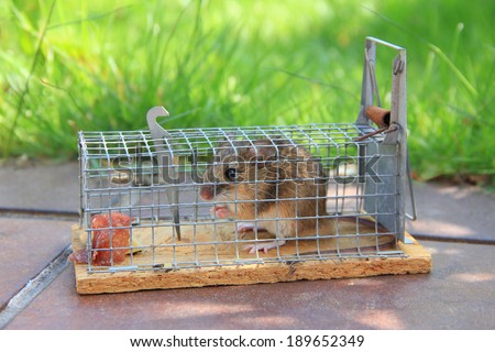mouse live trap with captured mouse, at the garden terrace