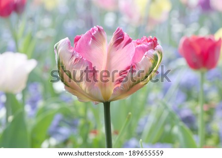 beautiful tricolored parrot-tulip in the flowerbed, special breeding