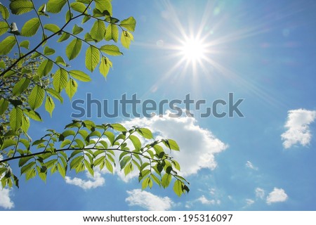 fresh beech leaves and cloudy blue sky with bright sunshine