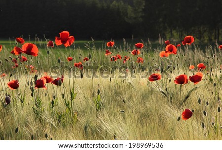 grain field with red poppy flowers, back lighting