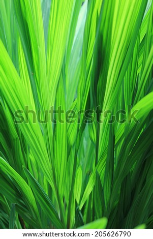 tropical green plant with back lighting