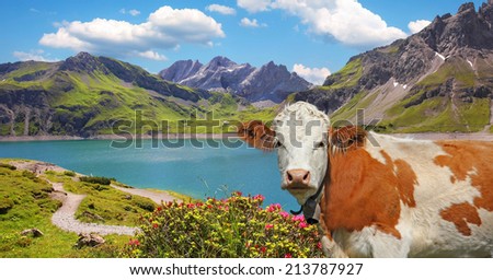 dam lake luner see and cow, vorarlberg, idyllic austrian landscape