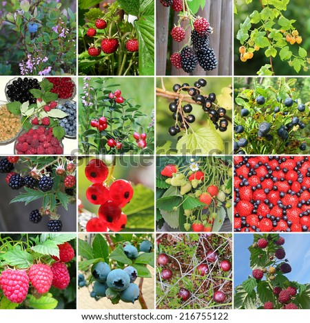 collection of wild berries - raspberry, lingonberry, blueberry, blackberry, strawberry, black currant, white currant, cow berry, bog bilberry