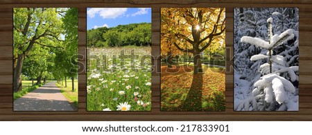 Collage - four seasons on wooden board background. spring alley, marguerite meadow, beech tree back lighted, snow covered fir tree.