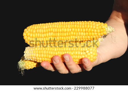 female hand with golden maize cob, black background