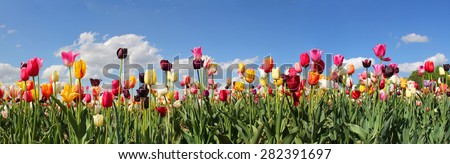 panorama tulip field with various type and color