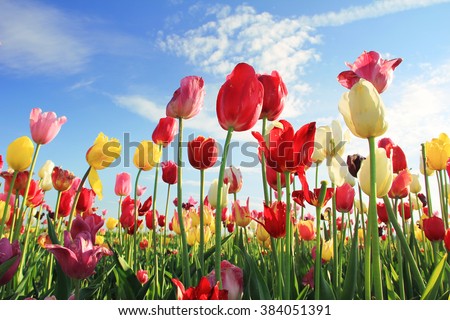 bright tulip field for self cutting, various colors. Blue sky with clouds.
