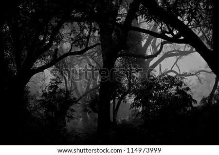 Monochrome Forest Silhouette