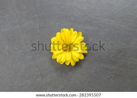 Yellow Chrysanthemum on slate background