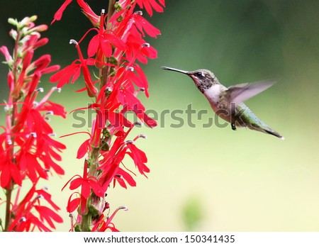 Female Ruby-throated Hummingbird on a Cardinal Flower
