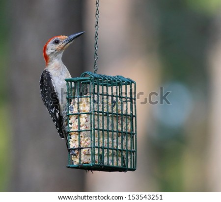 Red bellied Woodpecker