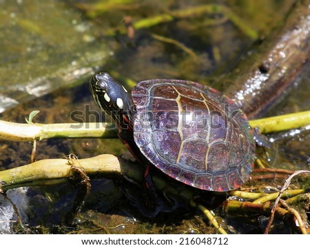 Water Turtle,