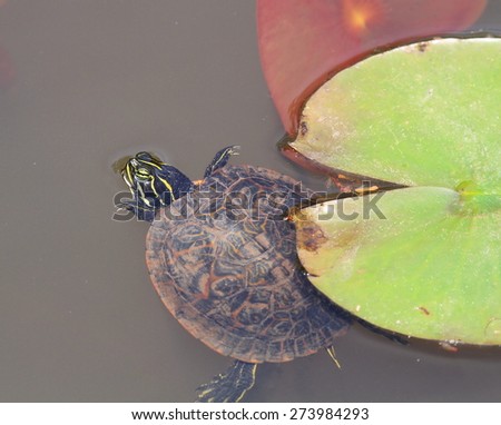 Juvenile Water Turtle