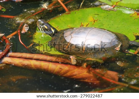 Water Turtle