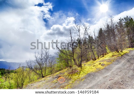 Forest along the road in the mountains in early spring