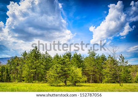 Landscape with pine forest and green meadow of the Dry Mountain (Suva planina) in Serbia