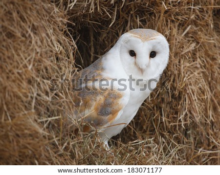 Barn Owl perched in a bale of straw