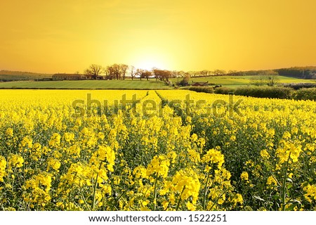 Rise and Shine. Stunning Sunrise over Farm and Yellow Crop Field in Northumberland, England