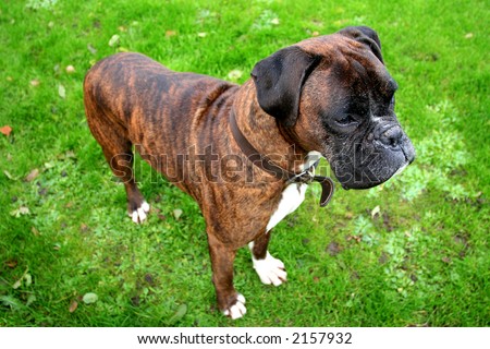 Wide Angle Capture on Boxer Dog