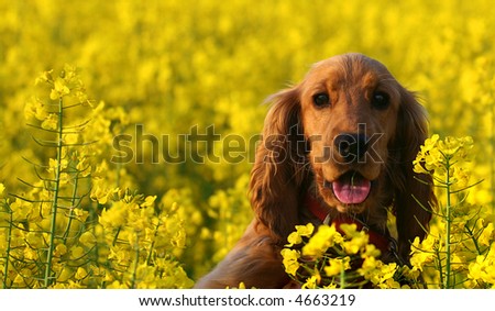 Summer fun, Spaniel puppy plays hide and seek in Canola field