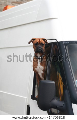 Coming through, Boxer Dog leaning out of Drivers side of White Van with text space on side