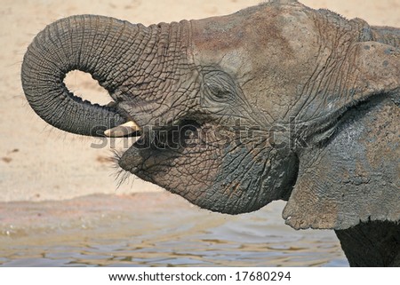 Sheer Heaven, Elephant finally reaches Water Hole in Africa and closes eyes in ecstasy as it drinks with droplets falling from Mouth