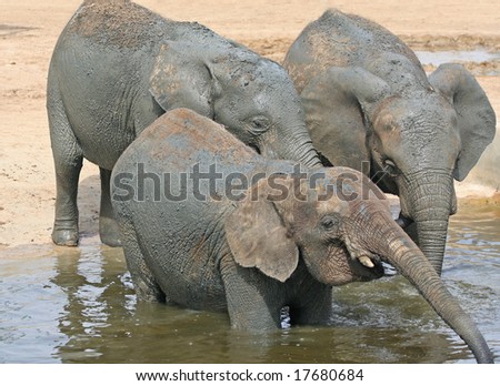Sheer Heaven, three Elephants at Water Hole in Africa and one closes eyes in ecstasy as it drinks with droplets falling from Mouth