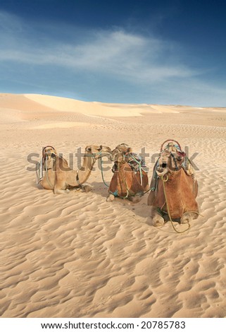 Camels gossip in the Sahara whilst they wait for the next Human to come along