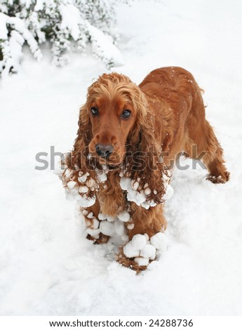 Cocker Spaniel Puppy playing in the Snow