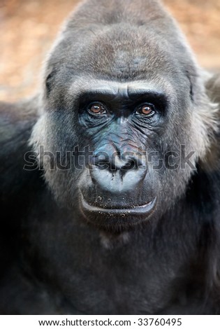 Close encouters of the Silverback kind with great expression in Eyes