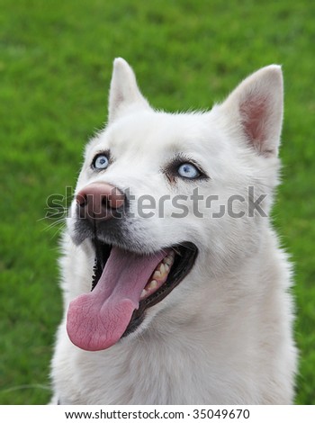 A Husky Dog with Ice Blue Eyes