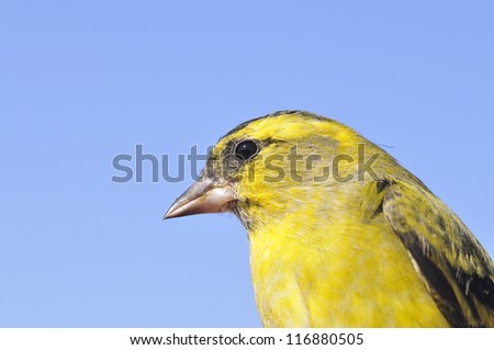 Bird talking head