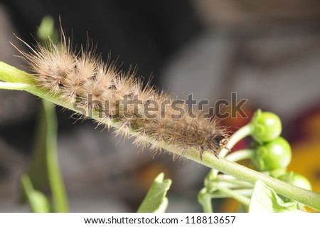 The caterpillar climb in plant stem, and in the natural wild state photos,
