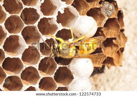 Yellow beautiful hives, honey, background