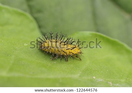 Thorn moth larvae in a green leaf