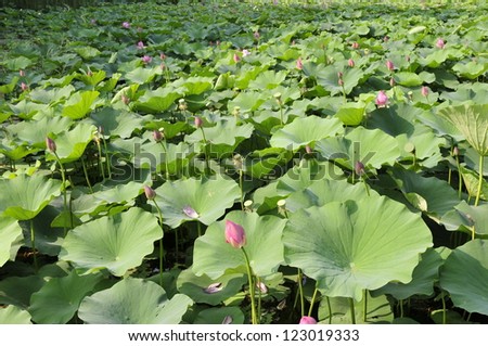 The lotus pond lotus leaf green
