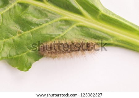 The caterpillar climb in plant stem, and in the natural wild state photos,
