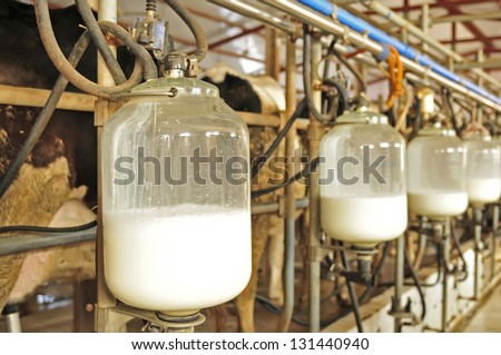 Mechanized Milking Equipment Milking Parlour