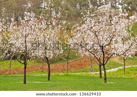 In spring, green grass and blooming cherry blossoms