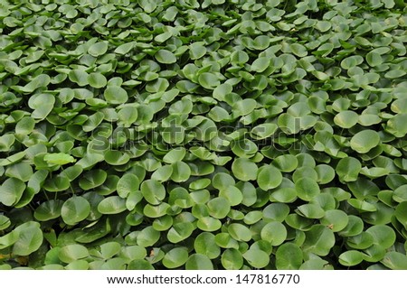 Water lily leaves in the background in a quiet park