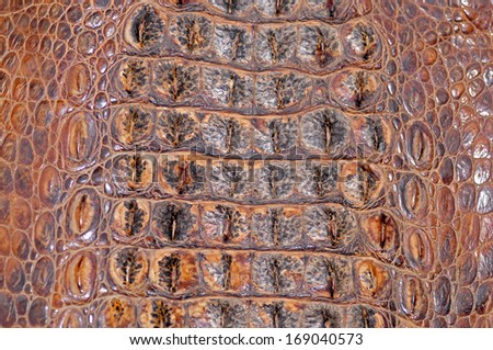A crocodile skin, close-up pictures