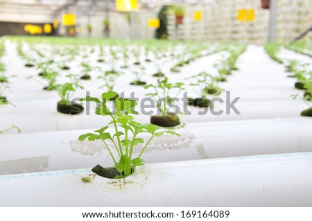 Celery planted on a plantation, qinhuangdao city, China