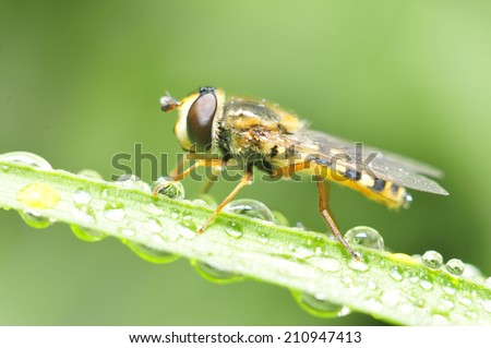Food aphid fly with beautiful dew