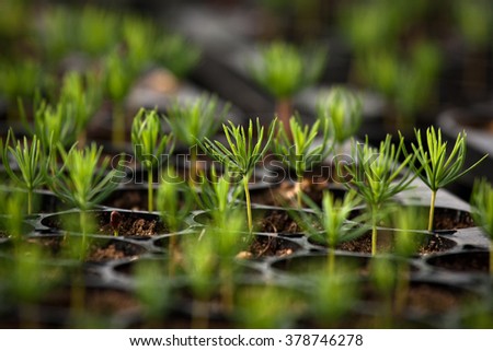 young spruce seedlings