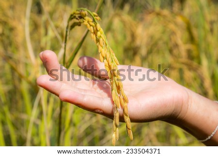 hand touching rice filed
